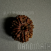 Nandinath - Certified Rudraksha -  11 Mukhi - Eleven Face - Nepali