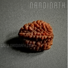 Nandinath - Rudraksha - 2 Mukhi - Two Face - Nepali
